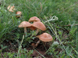 Marasmius oreades4