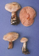 Cortinarius oregonensis Mushroom