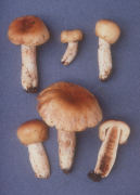 Russula subfoetens Mushroom