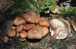 Collybia fusipes