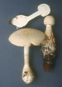 Amanita daucipus2 Mushroom