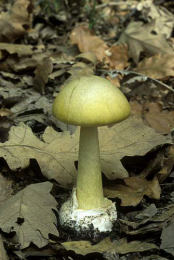Amanita phalloides 5