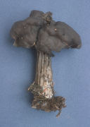 Helvella lacunosa3 Mushroom