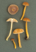 Hygrocybe laetus2 Mushroom