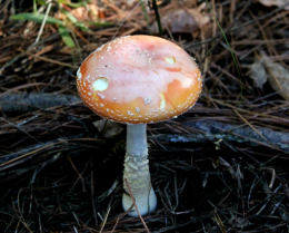 Amanita muscaria 26