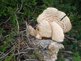 Polyporus squamosus 8