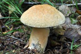 Gyroporus cyanescens3