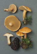 Suillus bovinus2 Mushroom