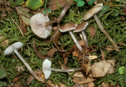 Mycena pura5