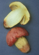 Boletus speciosus Mushroom