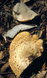 Polyporus squamosus 8