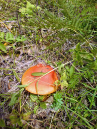 Amanita caesarea 7