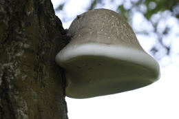 Piptoporus betulinus