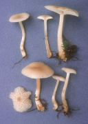 Clitocybe fragrans3 Mushroom