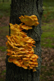 Laetiporus sulphureus   008