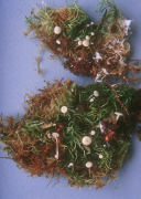 Collybia tuberosa Mushroom