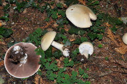 Agaricus sylvicola2