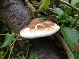 Piptoporus betulinus