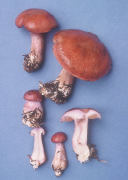 Cortinarius variecolor Mushroom