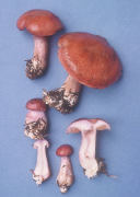 Cortinarius variecolor Mushroom