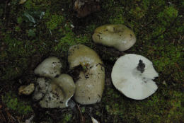 Russula olivacea30 Mushroom
