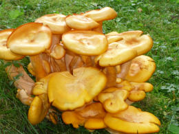 Omphalotus illudens