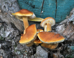 Flammulina velutips 7 Mushroom