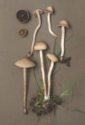Panaeolina foenisecii2 Mushroom