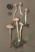 Panaeolina foenisecii2 Mushroom