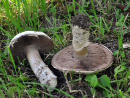 Agaricus campestris7.jpg