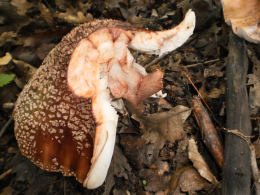 Amanita rubescens 6