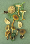 Lactarius obscuratus 2 Mushroom