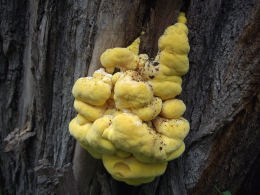 Laetiporus sulphureus   008