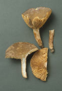 Lactarius pterosporus Mushroom