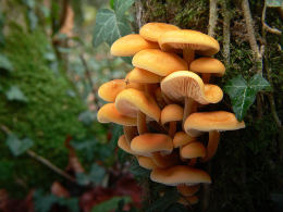 Flammulina velutipes Lynn Pepper 3