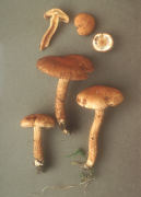 Inocybe dulcamara Mushroom