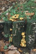 Hypholoma fasciculareF Mushroom