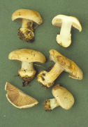Cortinarius caroviolaceous Mushroom