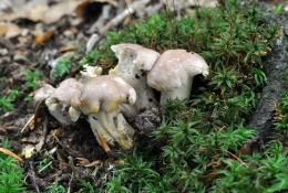 Cantharellus amethysteus GK3