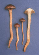 Chroogomphus vinicolor2 Mushroom