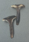 Gomphidius maculatus Mushroom