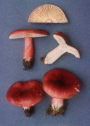 Russula rhodopoda Mushroom