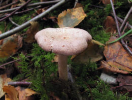 Lactarius glyciosmus2