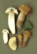 Leccinum duriusculum Mushroom