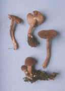 Inocybe lanuginosa Mushroom
