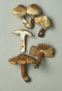 Inocybe pyriodora 2 Mushroom