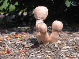 Lepiota americana2