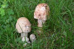 Amanita rubescens 6