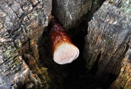 Ganoderma carnosum Mushroom