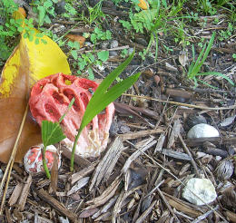 Clathrus ruber 3 Mushroom